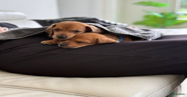 Teckel (korthaar)  honden - Advertentie 10