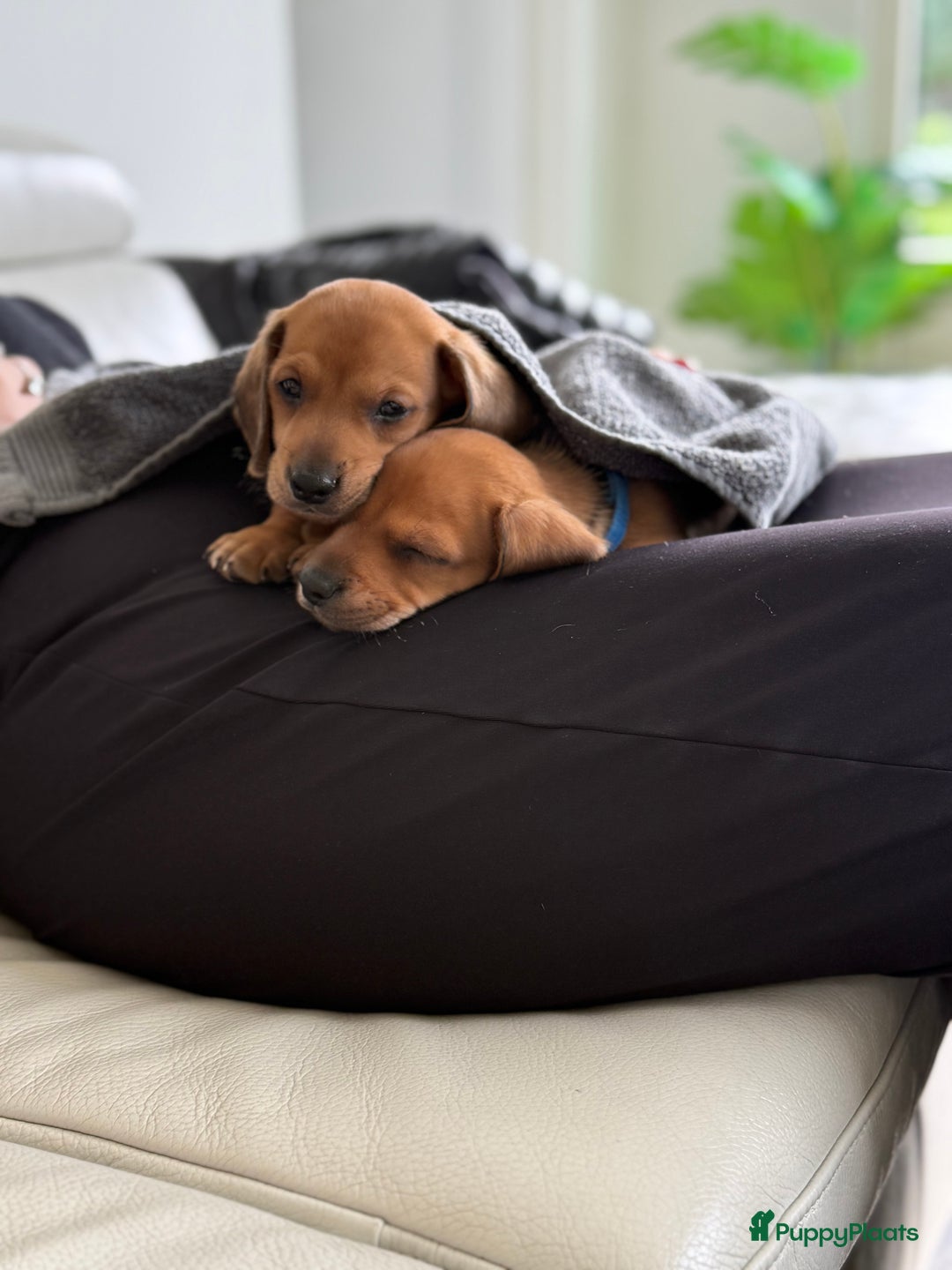 Teckel (korthaar)  honden te koop: Prachtig liefdesnestje met witte langharige papa - Afbeelding 2
