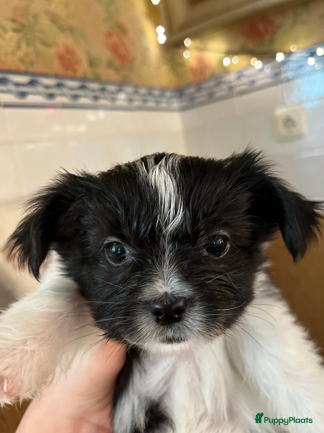 Kruising honden te koop: Kruising Boomer chihuahua !!nog twee beschikbaar!! - Advertentie 2