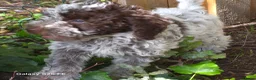 Lagotto Romagnolo honden te koop: Italiaanse waterpuppy's - Advertentie 16