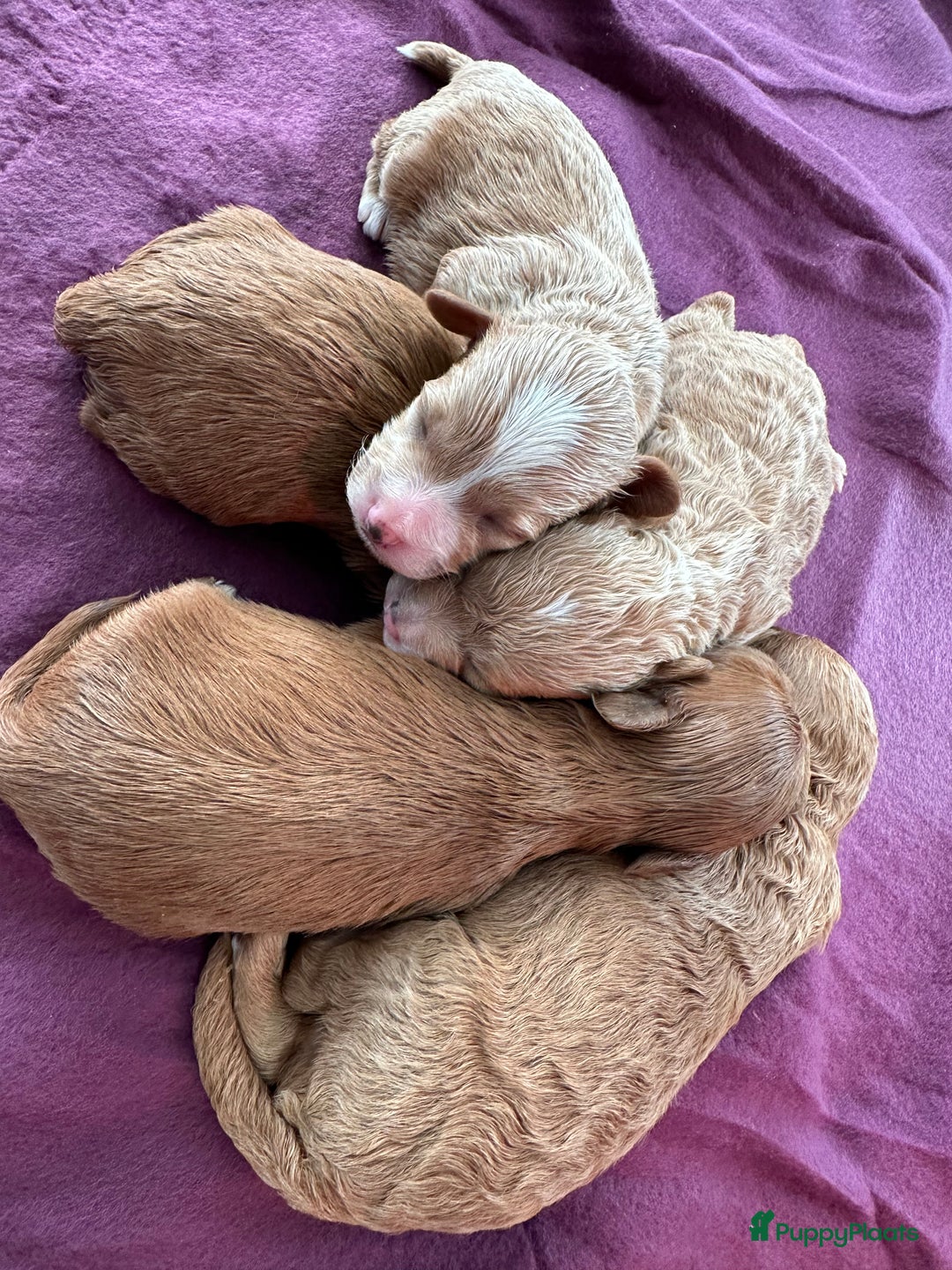 Maltipoo honden te koop: MALTIPOO pups te reserveren bijna 5 weken oud - Advertentie 14