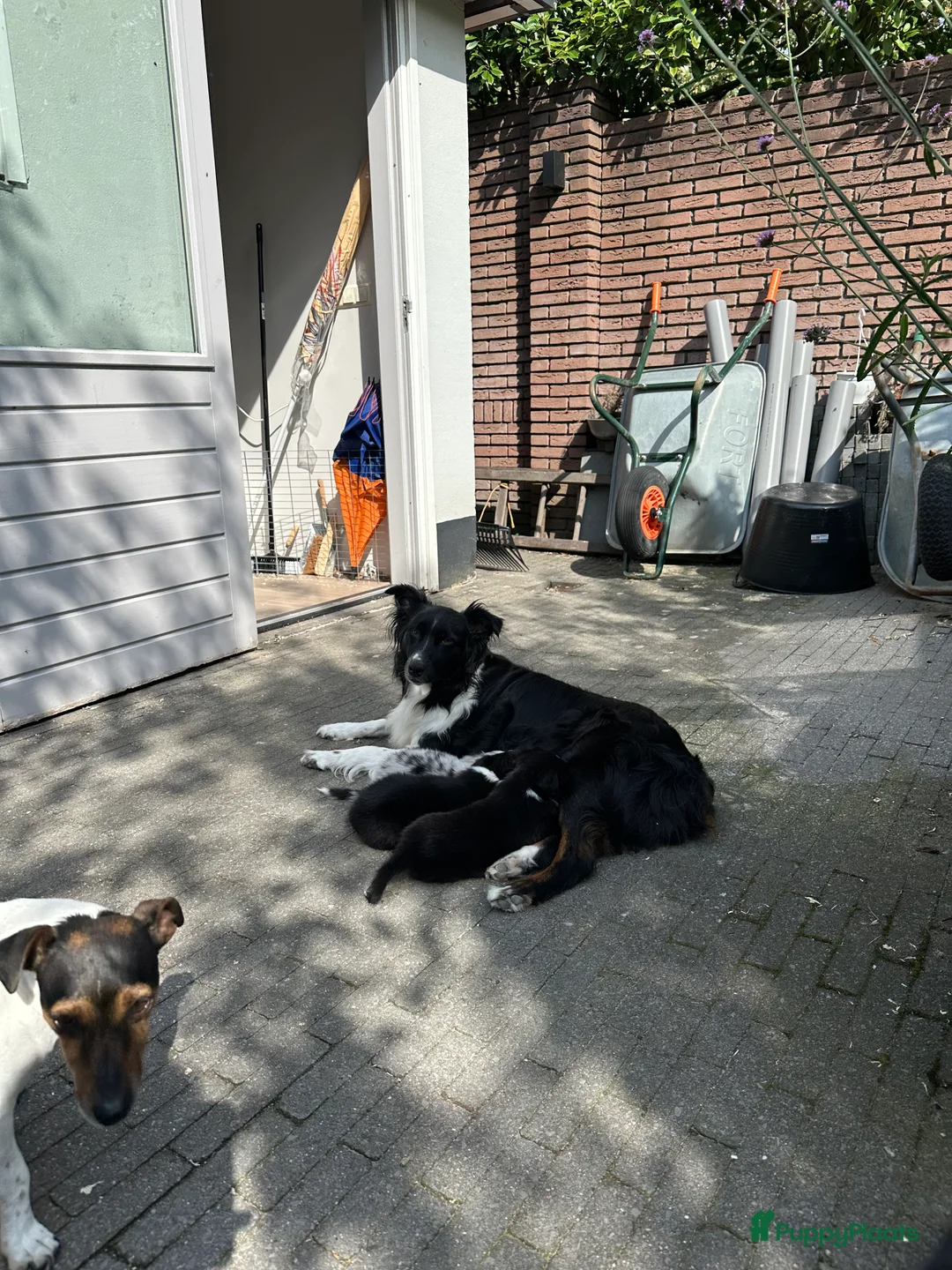 Australian Shepherd honden te koop: Aussie pups - Advertentie 2