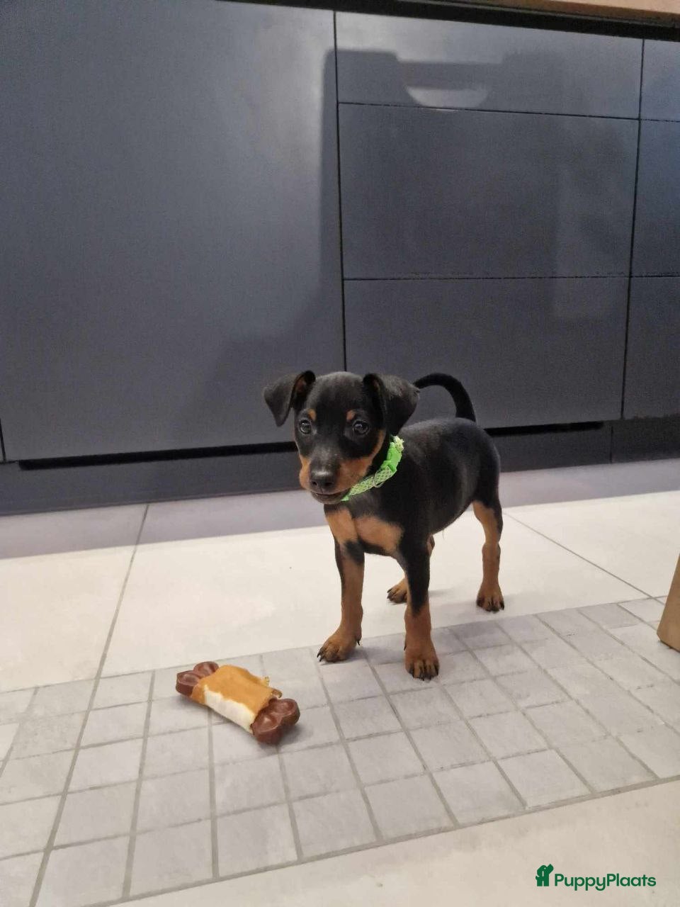 Dwergpinscher honden Dwergpinscher - Advertentie 1