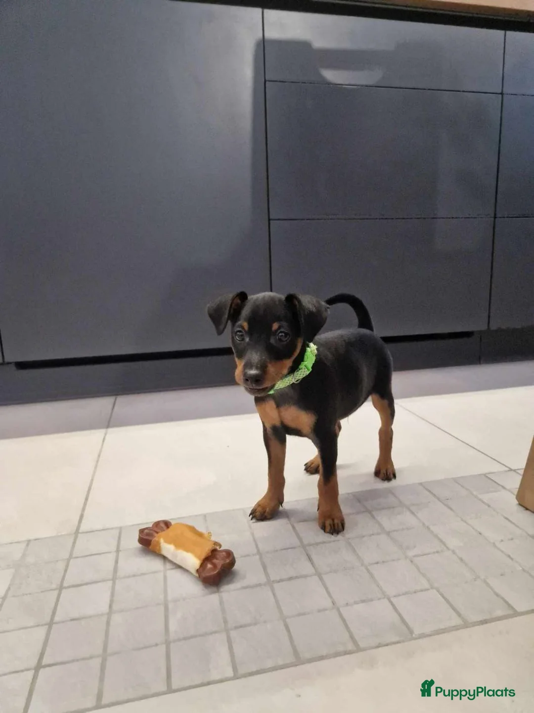 Dwergpinscher honden te koop: Dwergpinscher - Advertentie 1