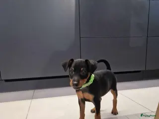 Dwergpinscher honden Dwergpinscher - Advertentie 1