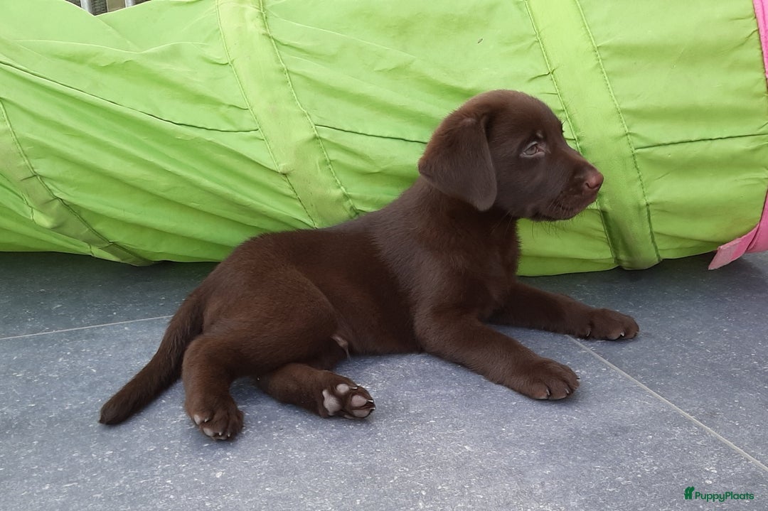 Labrador Retriever honden te koop: Bruin reutje - Afbeelding 12
