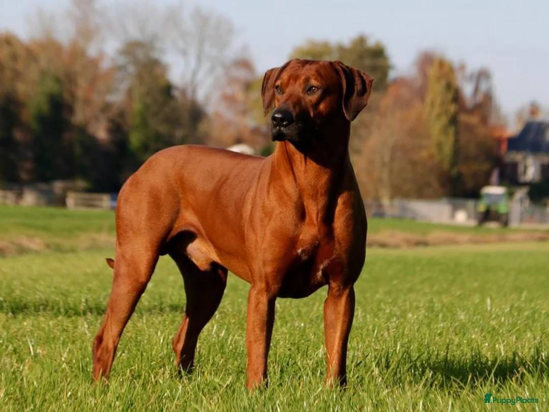 Rhodesian Ridgeback honden te koop: Rhodesian Ridgeback pups verwacht met FCI-stamboom - Advertentie 2