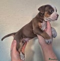 Old English Bulldog Puppy 3