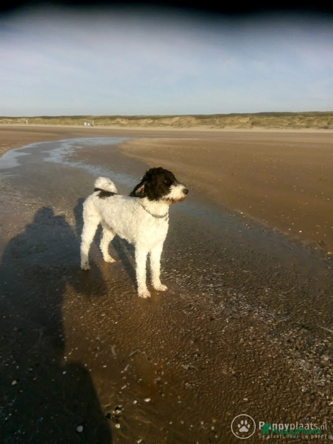 Kruising honden ter dekking: Prachtige Tibetoodle dekreu in Amsterdam - Advertentie 2