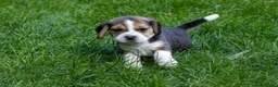 Beagle honden te koop: Mooie stamboom Beagle pups - Advertentie 7