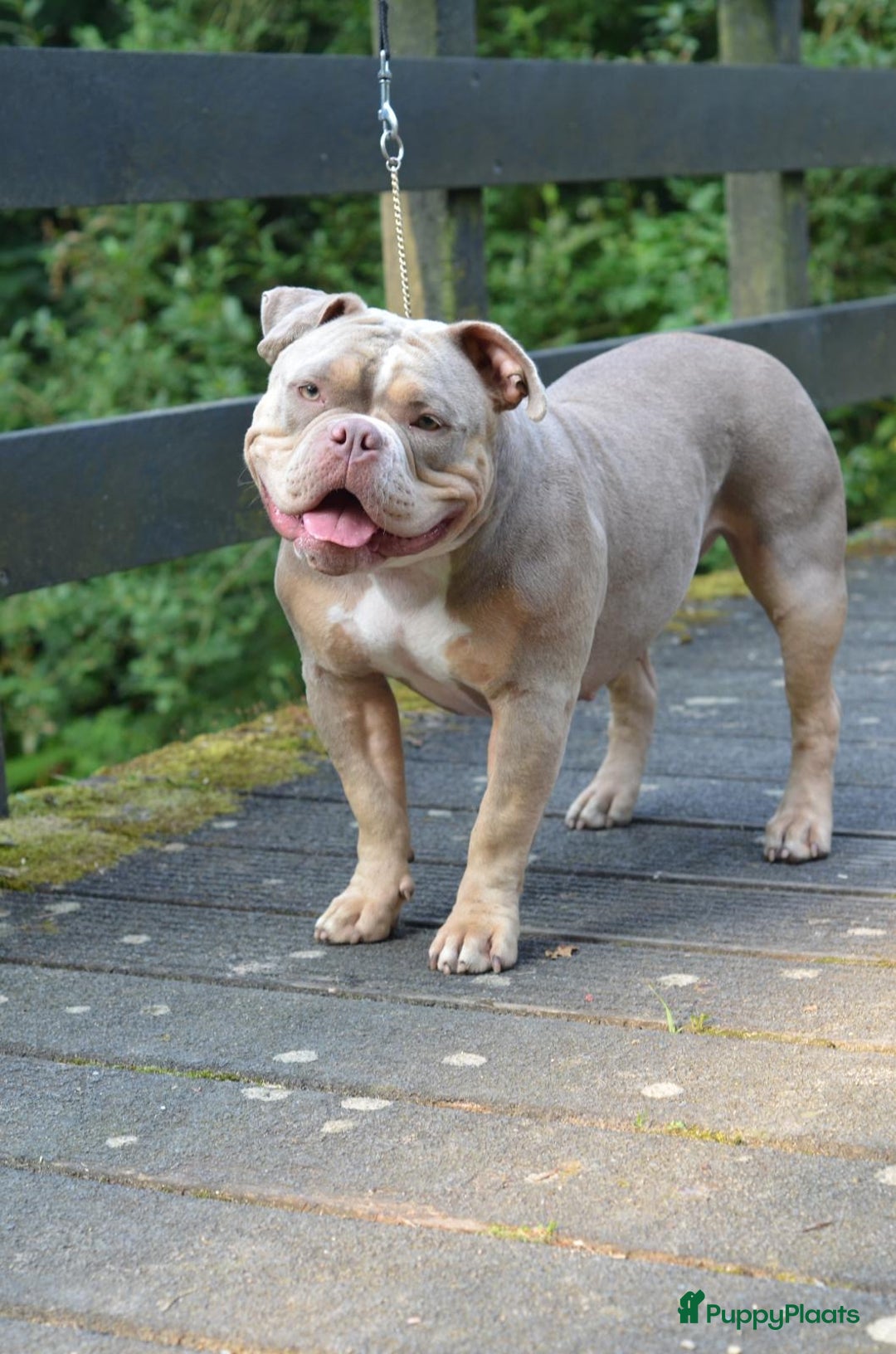 Amerikaanse Bully honden te koop: Exotic/Pocket Amerikaanse Bully Pups - Afbeelding 11