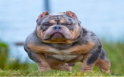 Amerikaanse Bully honden te koop: Exotic/Pocket Amerikaanse Bully Pups - Afbeelding 12