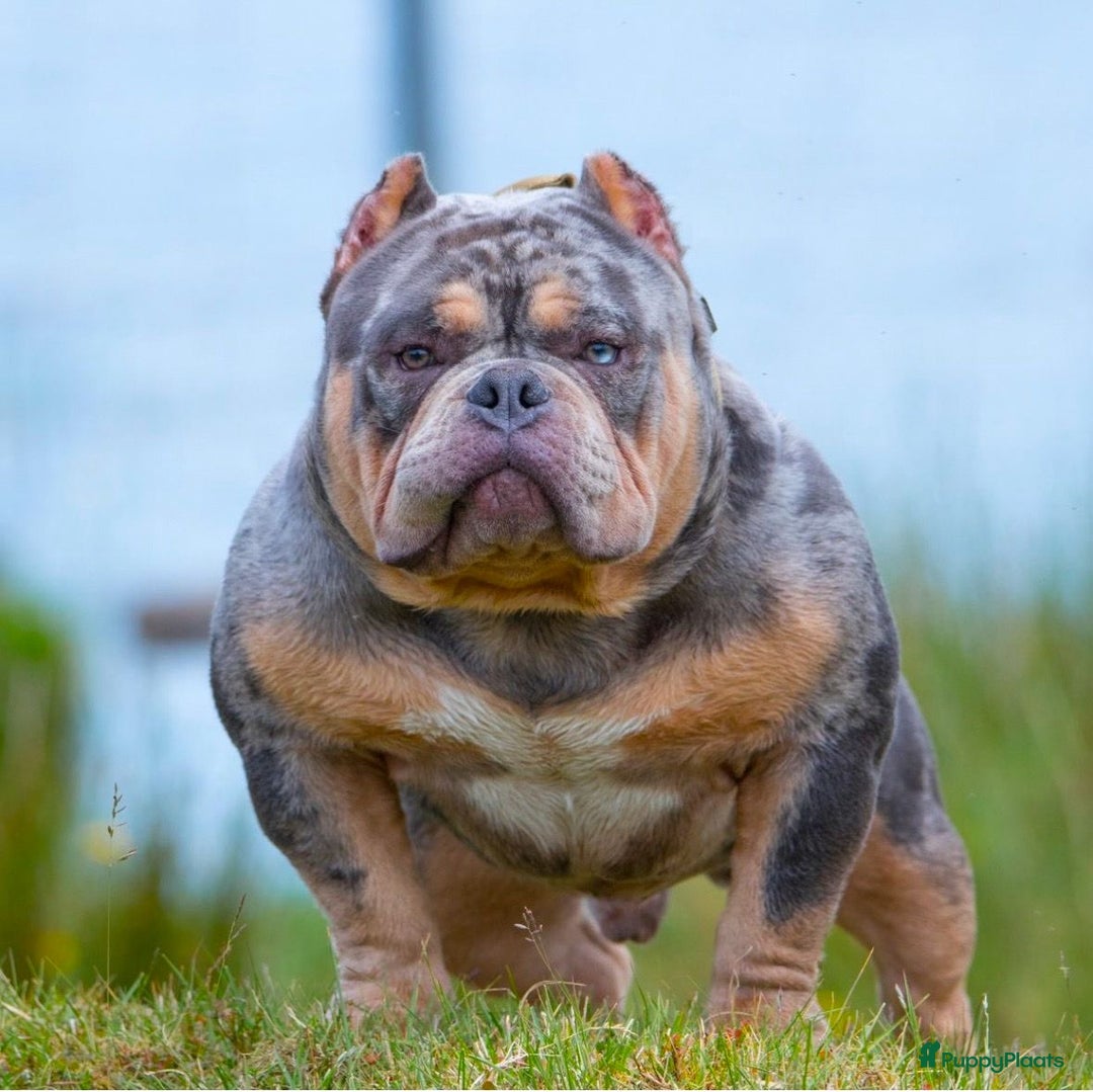 Amerikaanse Bully honden te koop: Exotic/Pocket Amerikaanse Bully Pups - Afbeelding 12