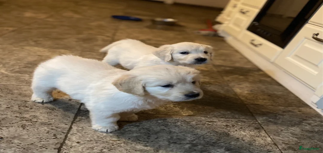 Galerij afbeelding {{count}}