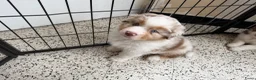 Australian Shepherd honden te koop: Aussie herder pups en huiselijke sfeer opgegroeid - Advertentie 6
