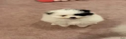 Pomeriaan honden te koop: 3 prachtige pups mogen het nest verlaten - Advertentie 10