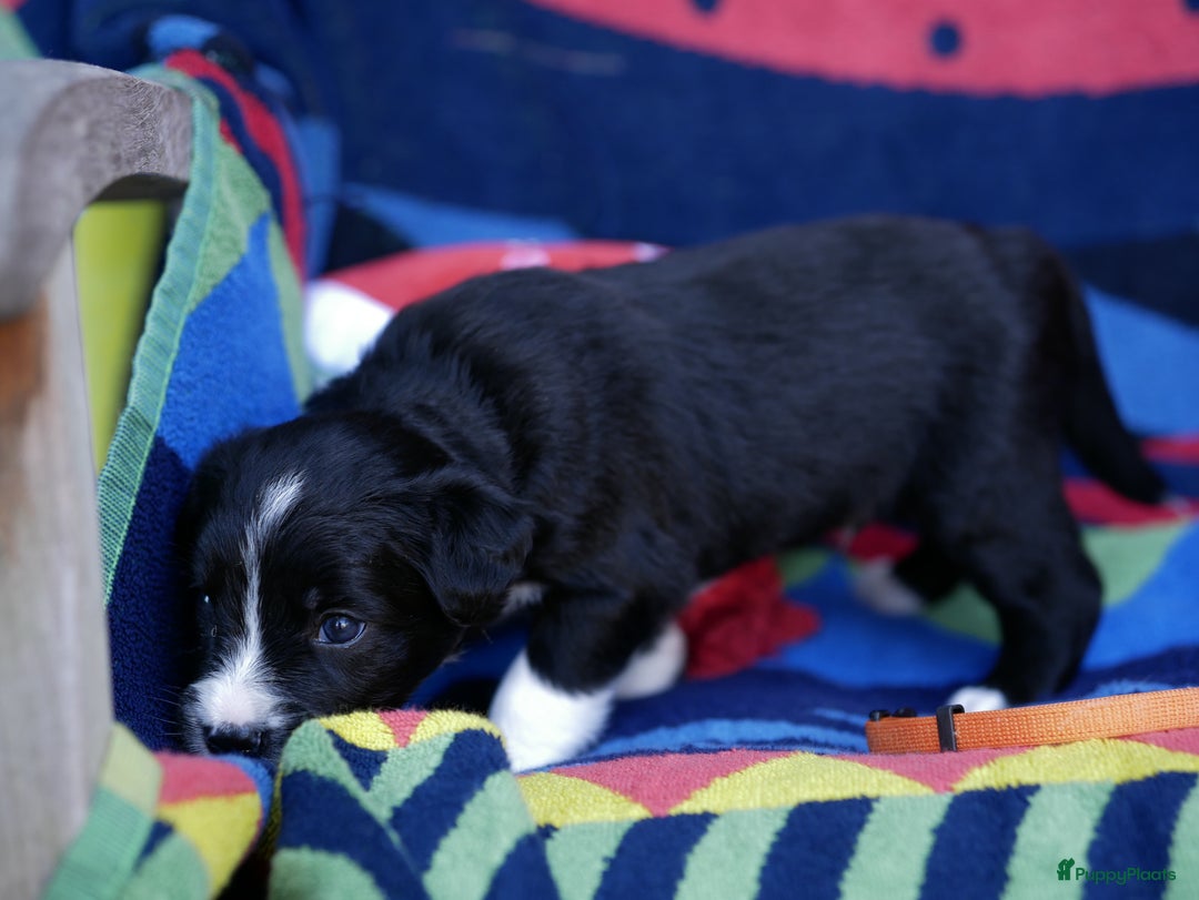 Border Collie honden te koop: Prachtige pups Border Collie/Barbado da Terceira - Afbeelding 15