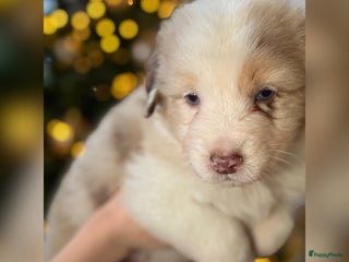 Australian Shepherd honden Prachtig nestje raszuivere Australian Shepherds - Advertentie 2
