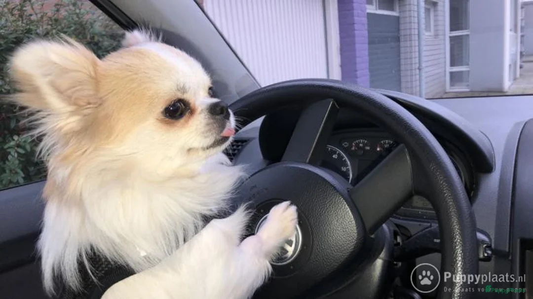 Kruising honden ter dekking: Dekreu chihuahua pomeriaan kruising Pomchi in Heemskerk - Advertentie 4