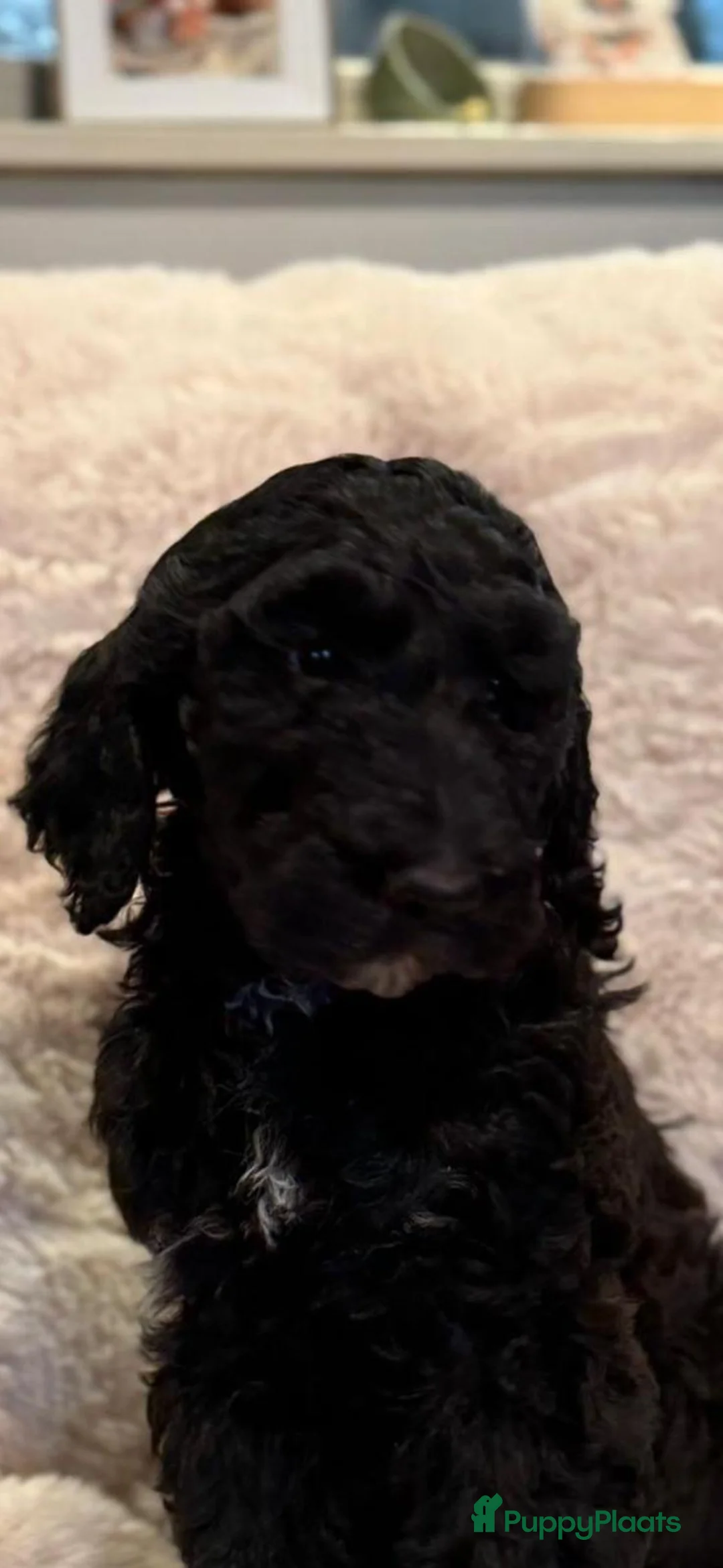 Kruising honden te koop: Middenslag golden doodles van dierenarts te koop - Advertentie 4