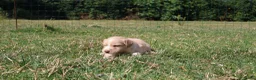 Labrador Retriever honden te koop: Wij hebben hele knappe labrador pups te koop - Advertentie 7