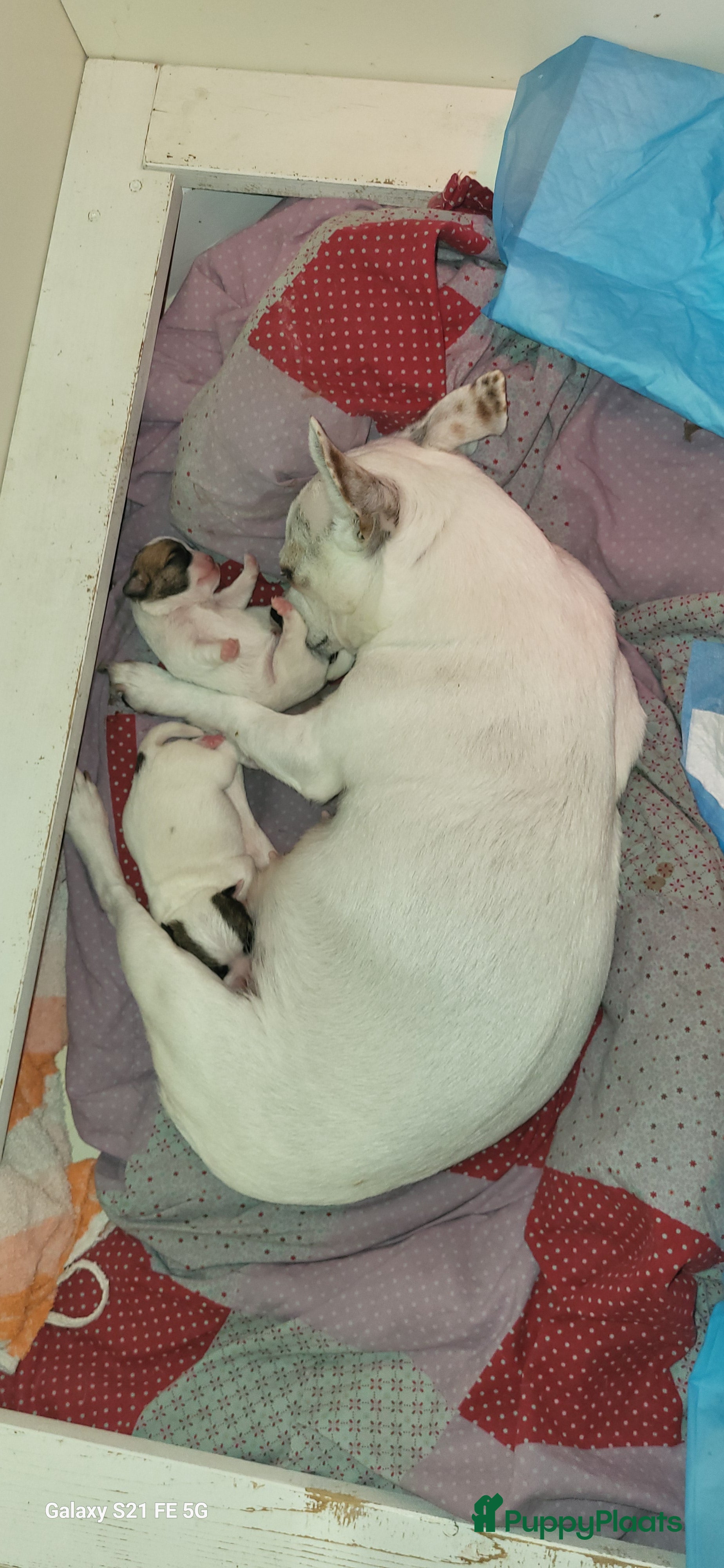 Chihuahua honden Chihuahua pup te koop - Advertentie 4