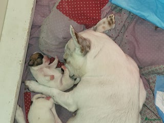 Chihuahua honden Chihuahua pup te koop - Advertentie 1