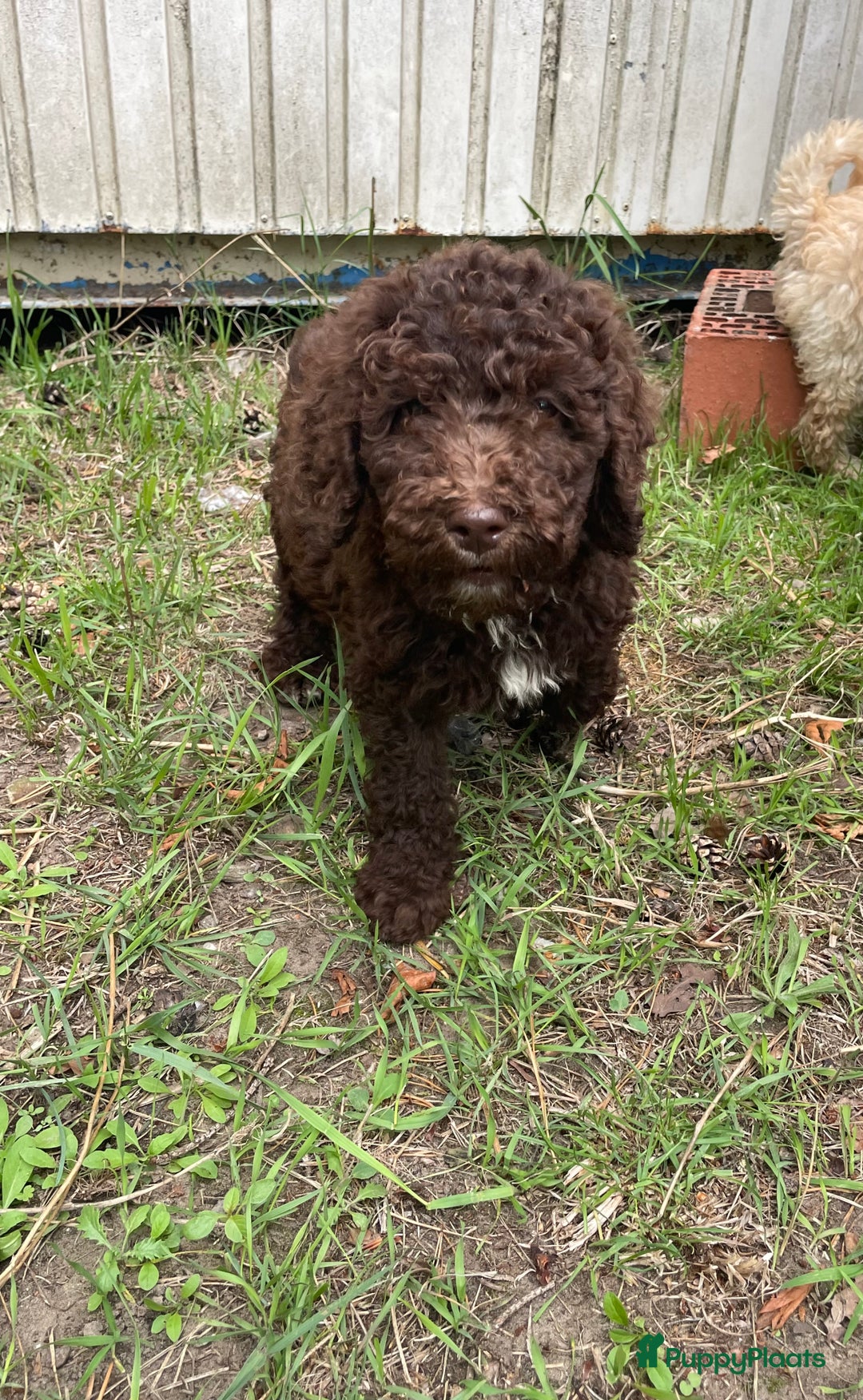 Labradoodle honden te koop: Mooie Labradoodle pups! - Afbeelding 8