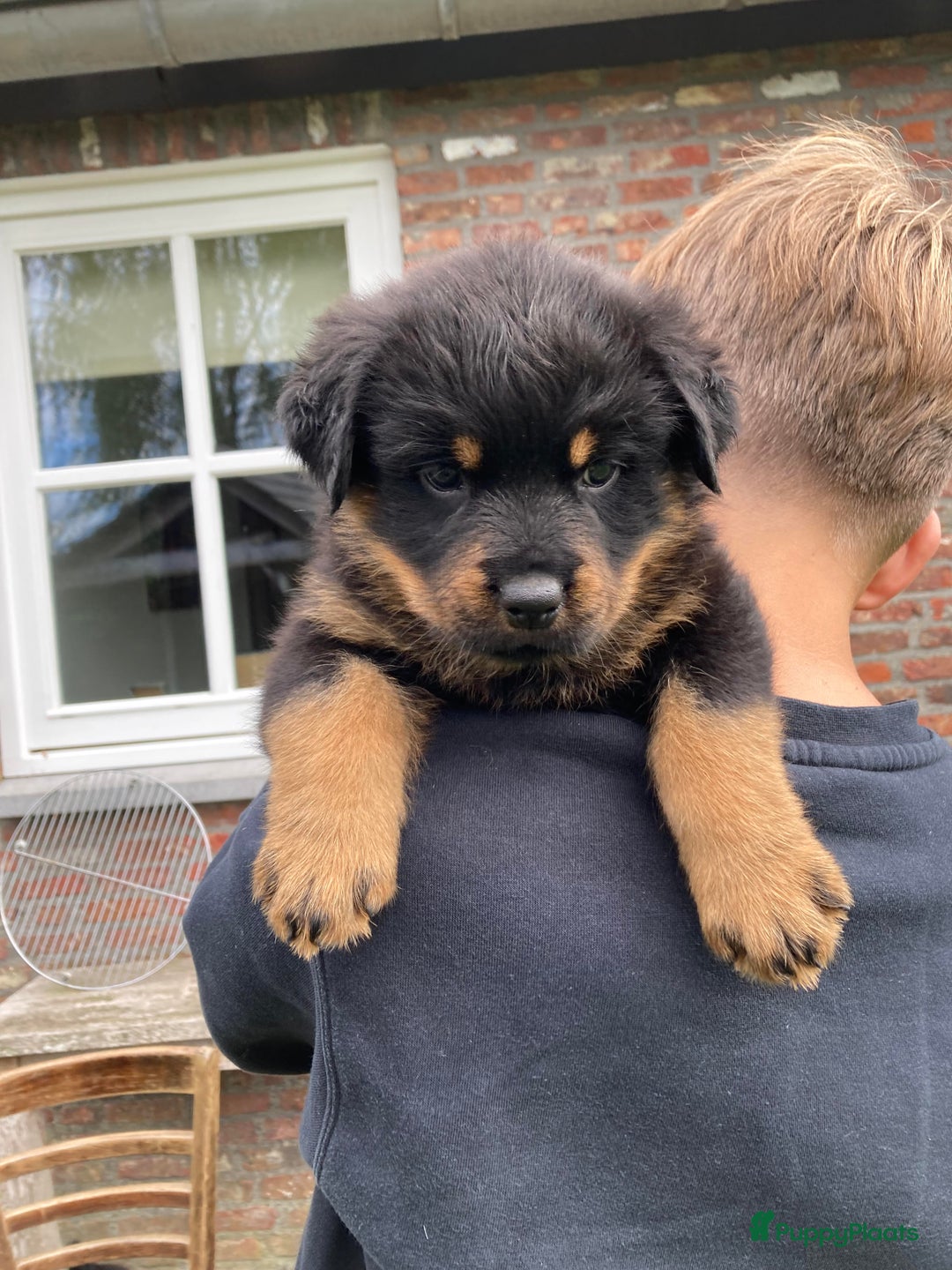 Rottweiler honden te koop: Mooie Rottweiler pups - Afbeelding 12