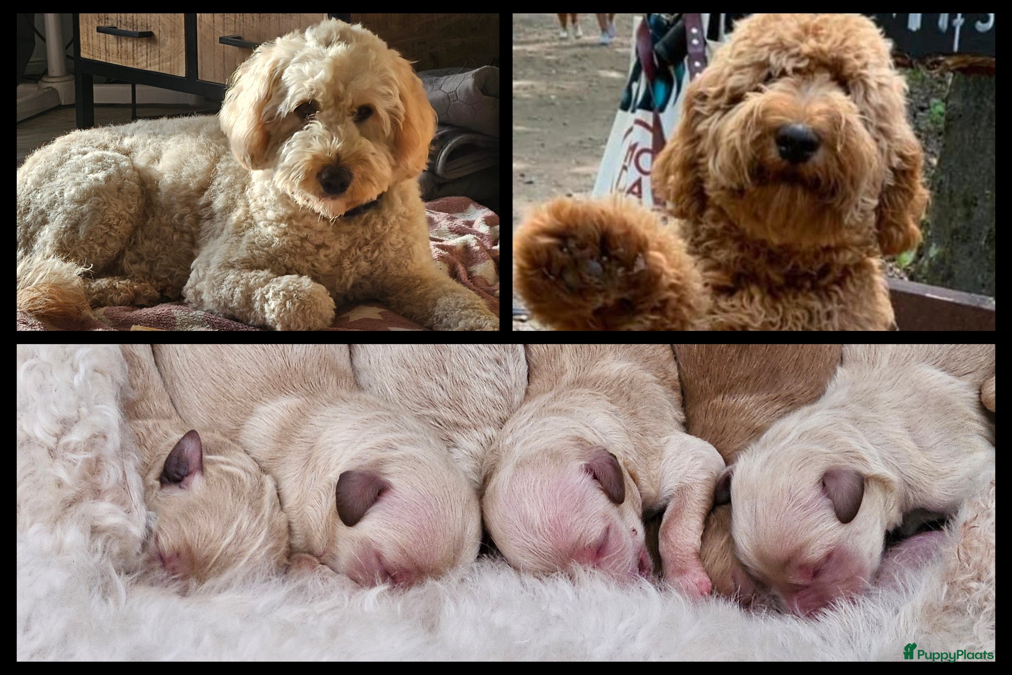 Kruising honden te koop: Prachtige mini doodle pups - Advertentie 1