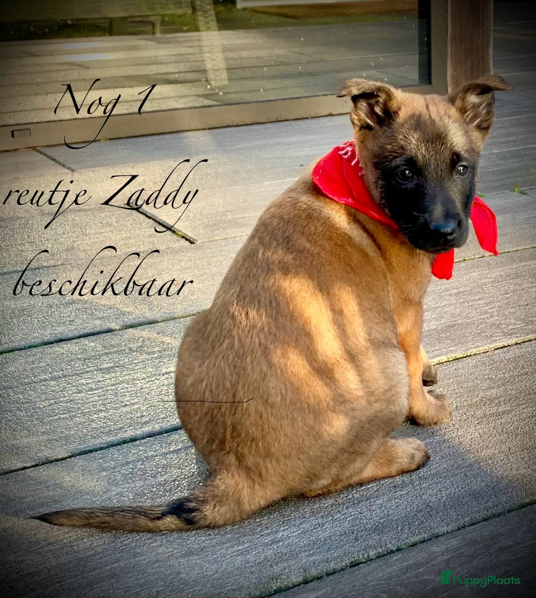 Mechelse Herder honden te koop: Mechelse herder pups met stamboom F.C.I - Advertentie 1