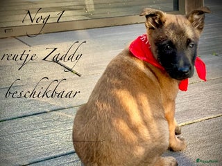 Mechelse Herder honden Mechelse herder pups met stamboom F.C.I - Advertentie 7