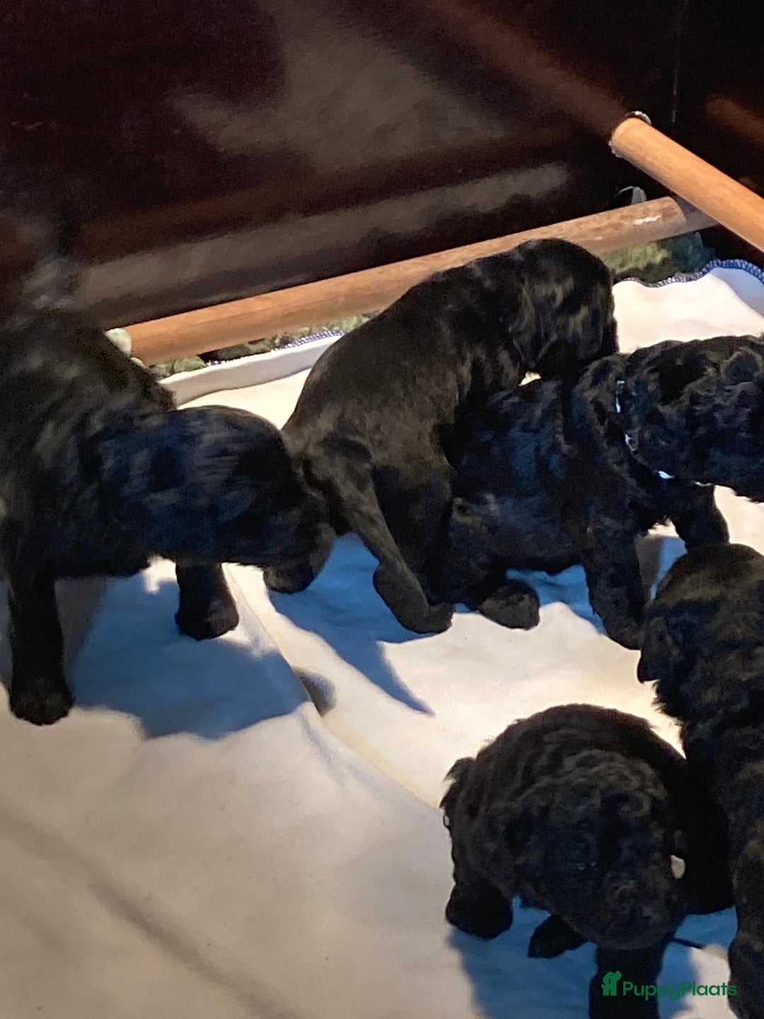 Labradoodle honden te koop: Labradoodle puppies F4 multigen zwart - Advertentie 4