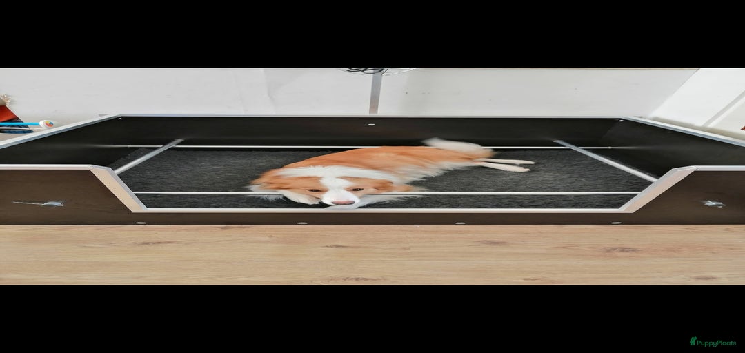 Galerij afbeelding {{count}}