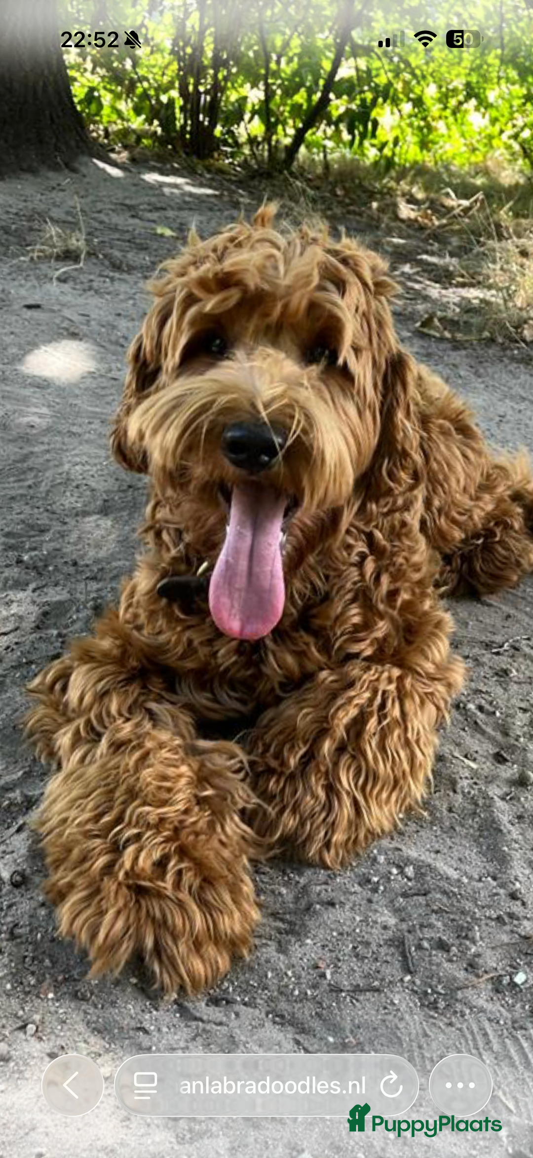 Australian Labradoodle honden te koop: Labradoodle puppy’s verwacht 🐶🐾 - Advertentie 3