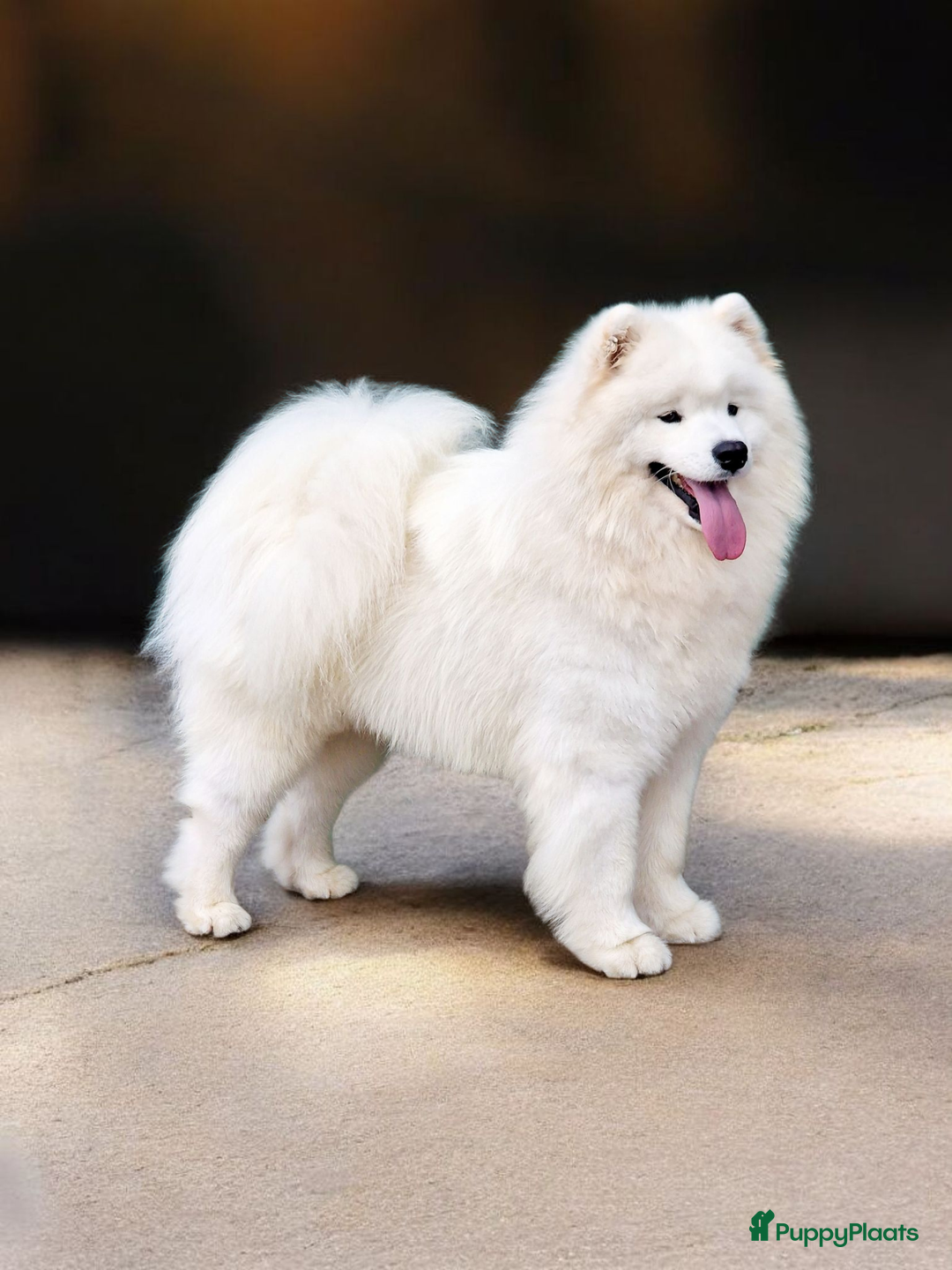 Samojeed honden te koop: Lief Samojeed meisje beschikbaar  - Advertentie 5