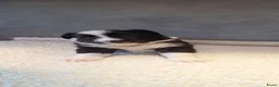 Border Collie honden te koop: Liefdevol gefokte Border Collie pups (FCI/LOSH) - Advertentie 7