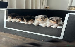 Schotse Herdershond langhaar honden te koop: Schotse Collie Pups Tricolor en Blue Merle - Afbeelding 5