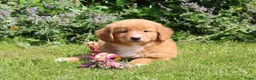 Nova Scotia Duck Tolling Retriever honden te koop: Mooie nova scotia duck tolling retriever pups  - Advertentie 5