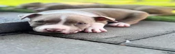 Amerikaanse Bully honden te koop: Amerikaanse pocket bully’s met stamboom - Advertentie 3