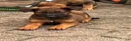 Kruising honden te koop: Kruising mechelse herder Berner sennen in Nijkerkerveen - Advertentie 4