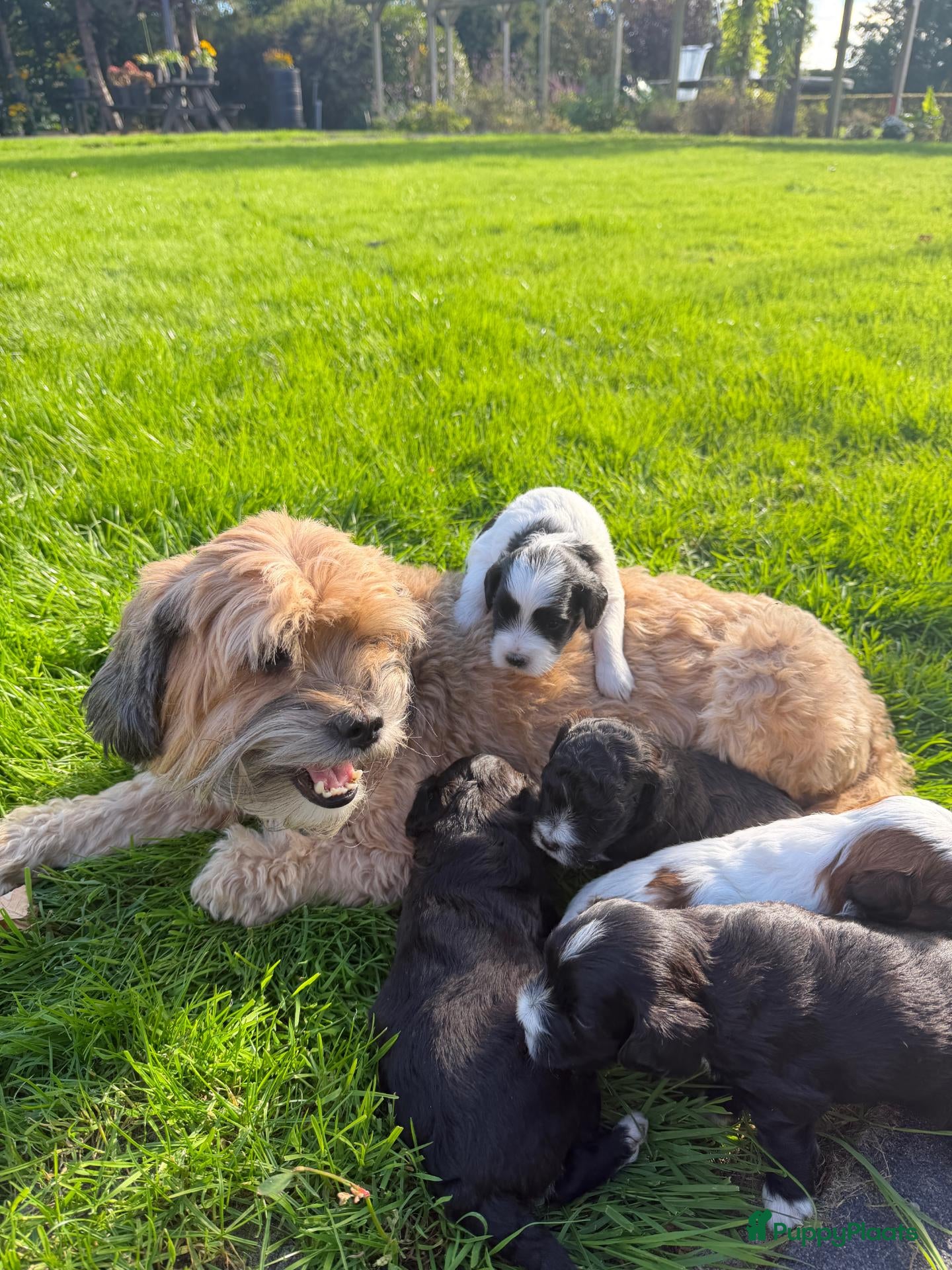 Kruising honden te koop: Mini Doodle pups – parels op zoek naar jouw hart!  - Advertentie 5