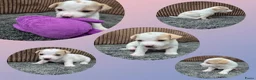 Jack Russel Terriër honden te koop: Jack russel pups - Advertentie 2