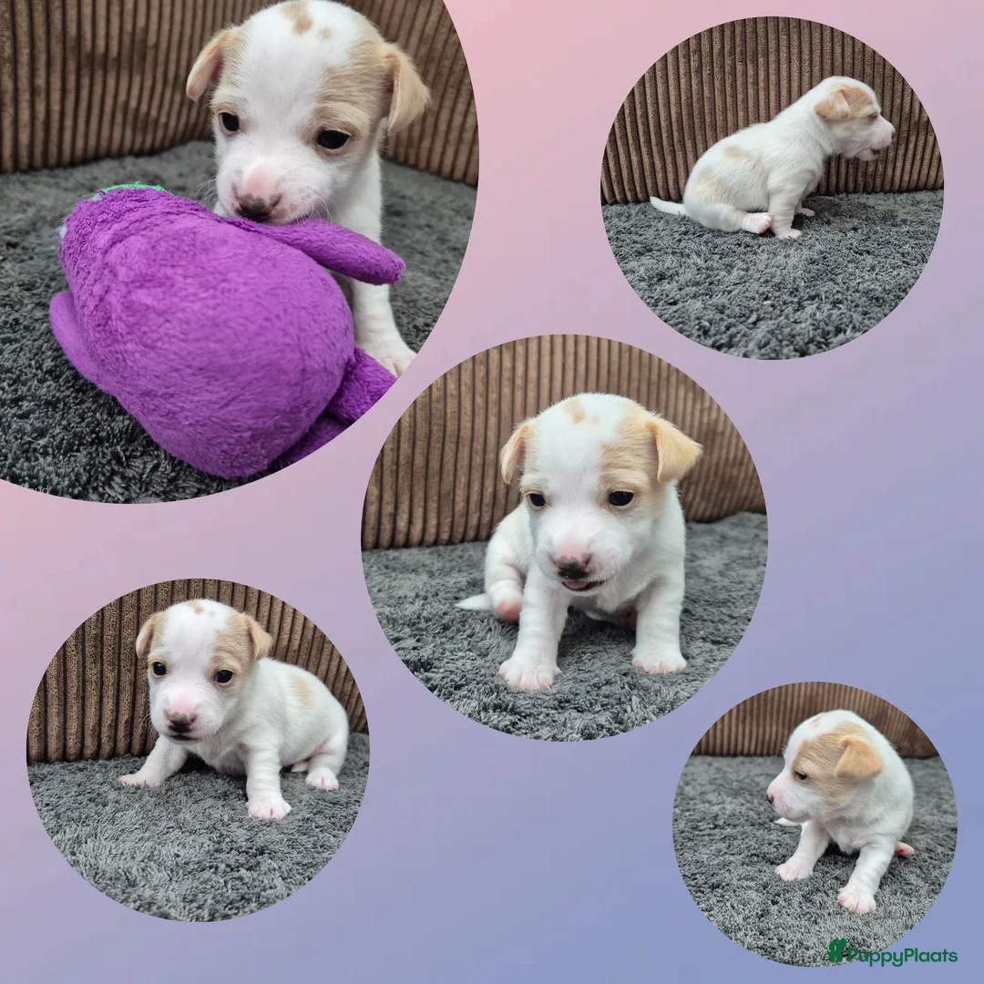 Jack Russel Terriër honden te koop: Jack russel pups - Advertentie 2
