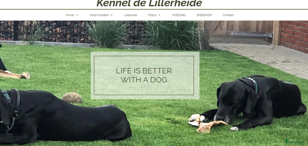 Galerij afbeelding {{count}}