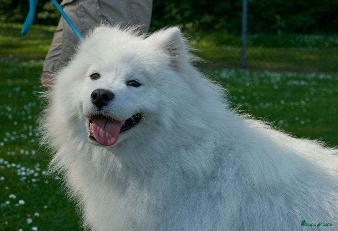Samojeed honden te koop: Nestaankondiging Samojeedpups begin Augustus - Afbeelding 5
