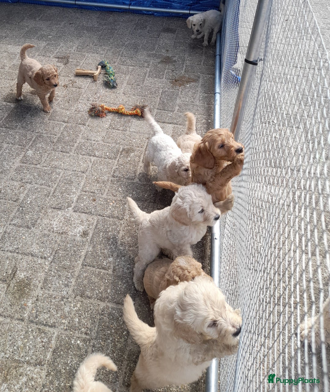 Labradoodle honden te koop: Labradoodle pups - Afbeelding 5