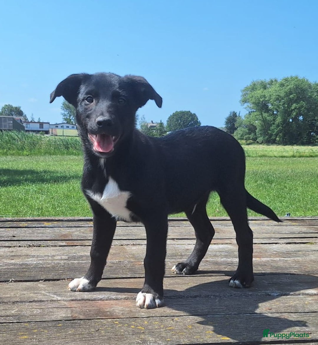 Border Collie honden te koop: 2 prachtige pups Border Collie x Australian Kelpie - Afbeelding 5