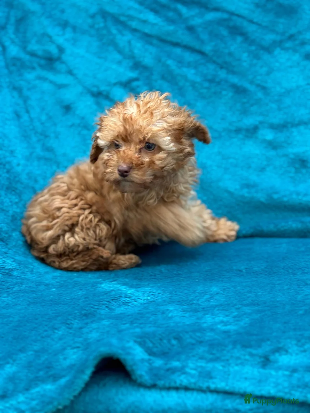 Poedel Toy honden te koop: Toypoedel toy poedel - Advertentie 7