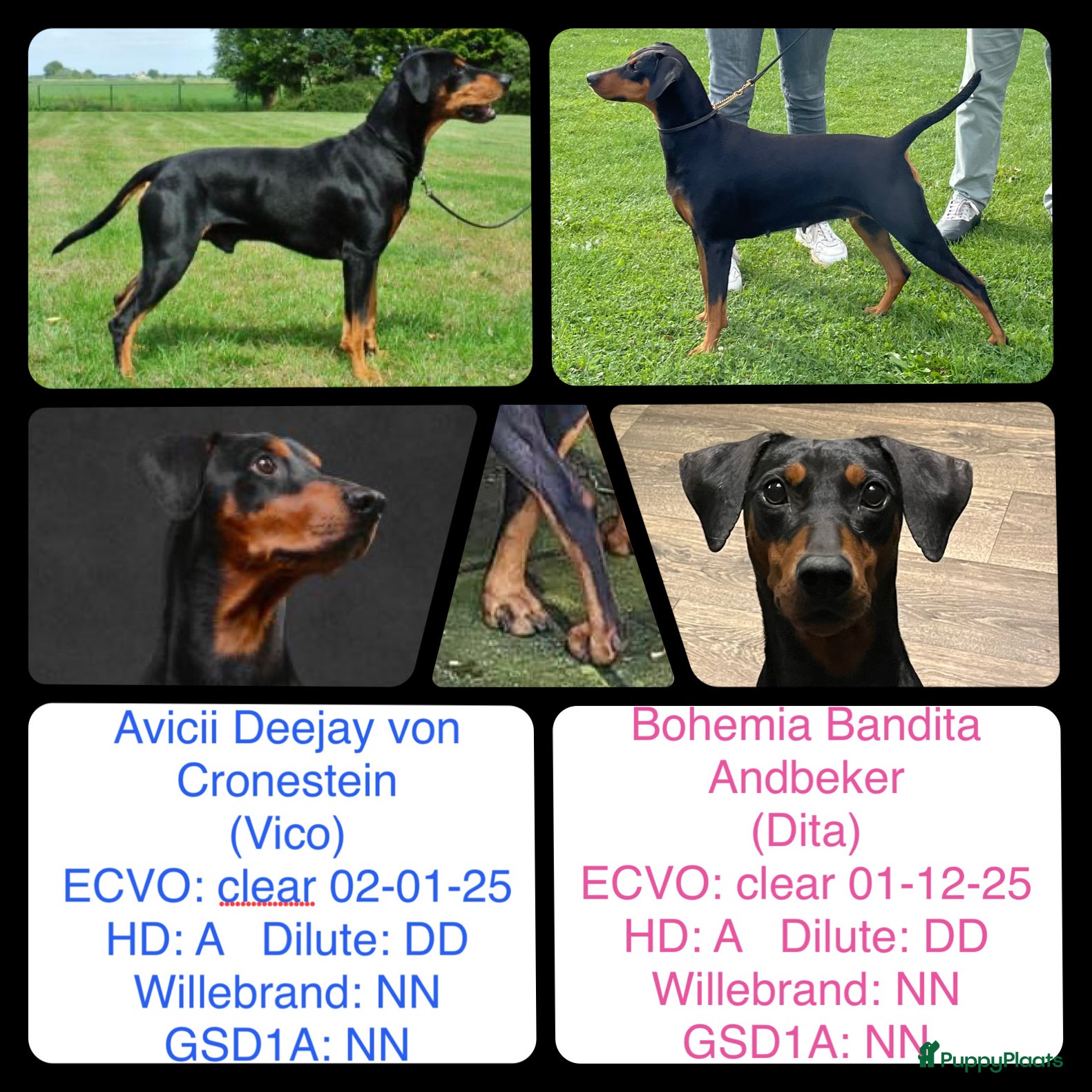 Duitse Pinscher honden Duitse Pinscher puppy’s - Advertentie 1